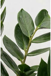 Zamioculcas Plante des dunes M