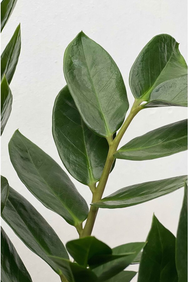 Zamioculcas Plante des dunes M