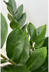 Zamioculcas Plante des dunes M