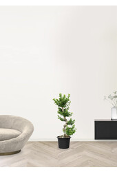 Ficus Bonsai L