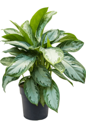 Aglaonema Silver Bay