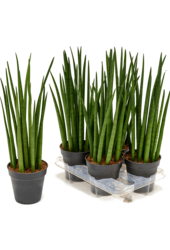 Sansevieria Cylindria M