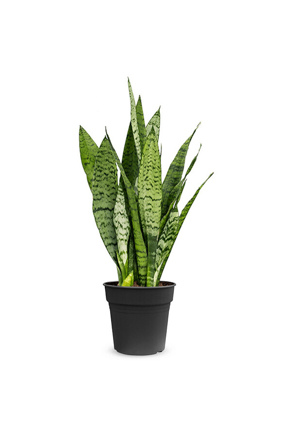 Sansevieria zeylanica