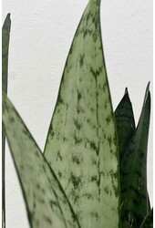 Sansevieria zeylanica