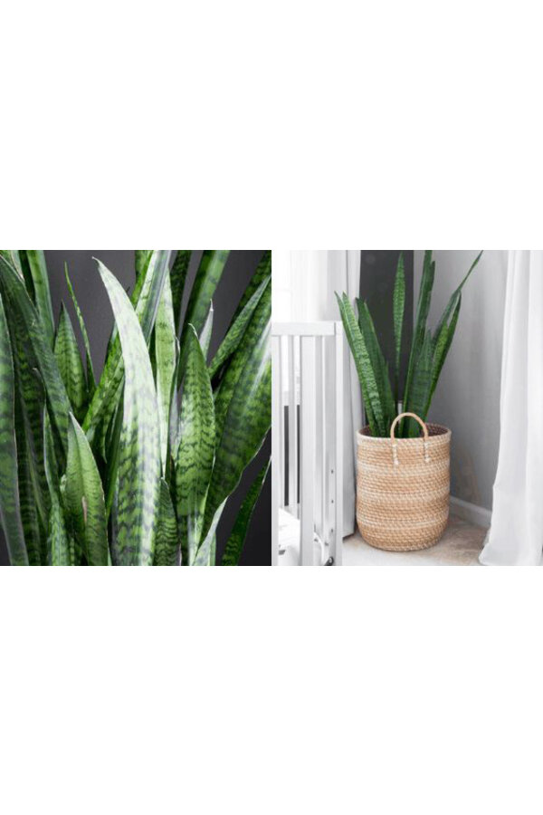 Sansevieria zeylanica