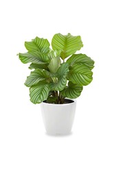 Calathea dans pot auto-arrosant Classico