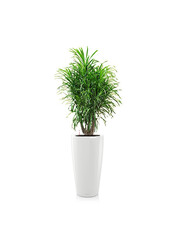 Dracaena Anita dans Rondo auto-irrigant