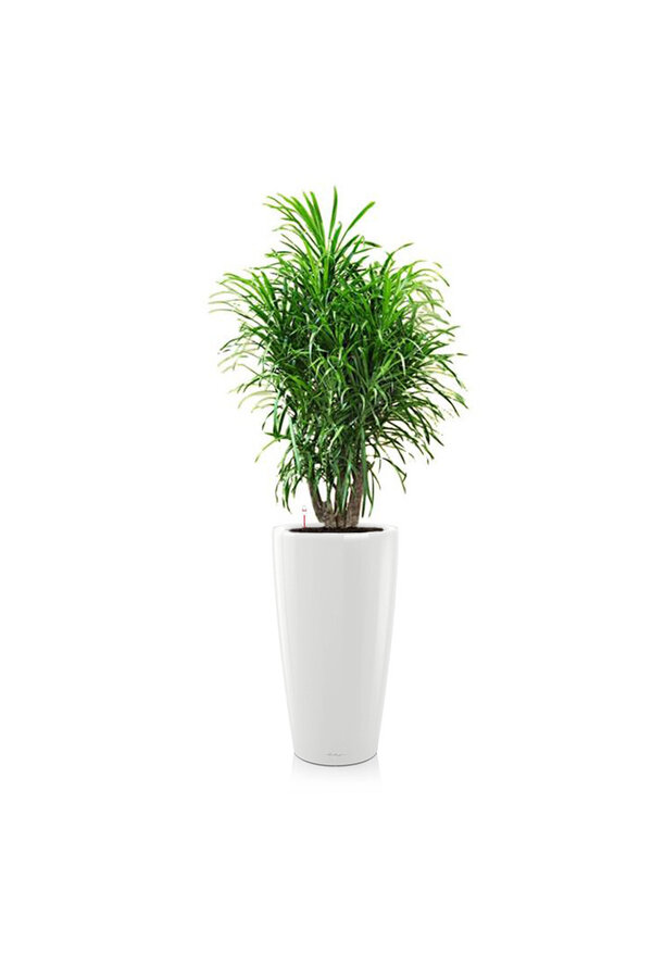 Dracaena Anita dans Rondo auto-irrigant