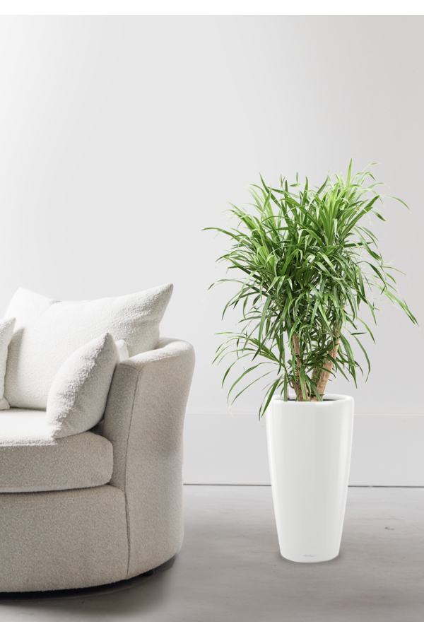 Dracaena Anita dans Rondo auto-irrigant