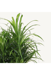 Dracaena Anita dans Rondo auto-irrigant