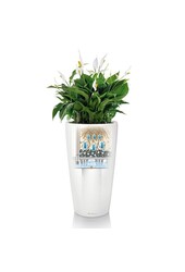 Dracaena Anita dans Rondo auto-irrigant