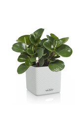 Vetplant in Zelfwatergevende Trend