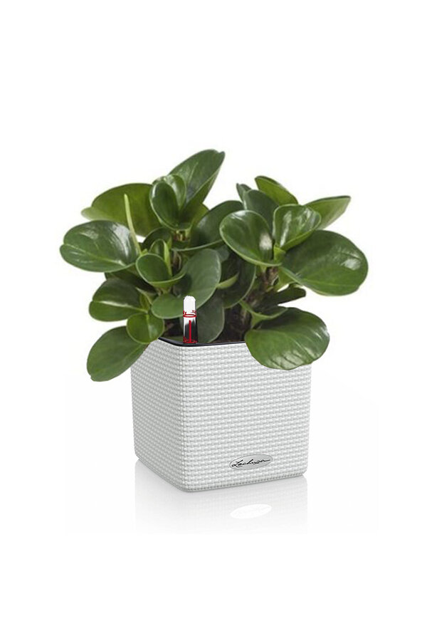 Succulente dans la tendance de l'auto-arrosage