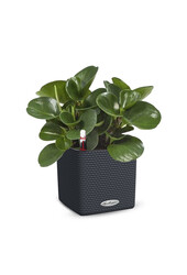 Vetplant in Zelfwatergevende Trend