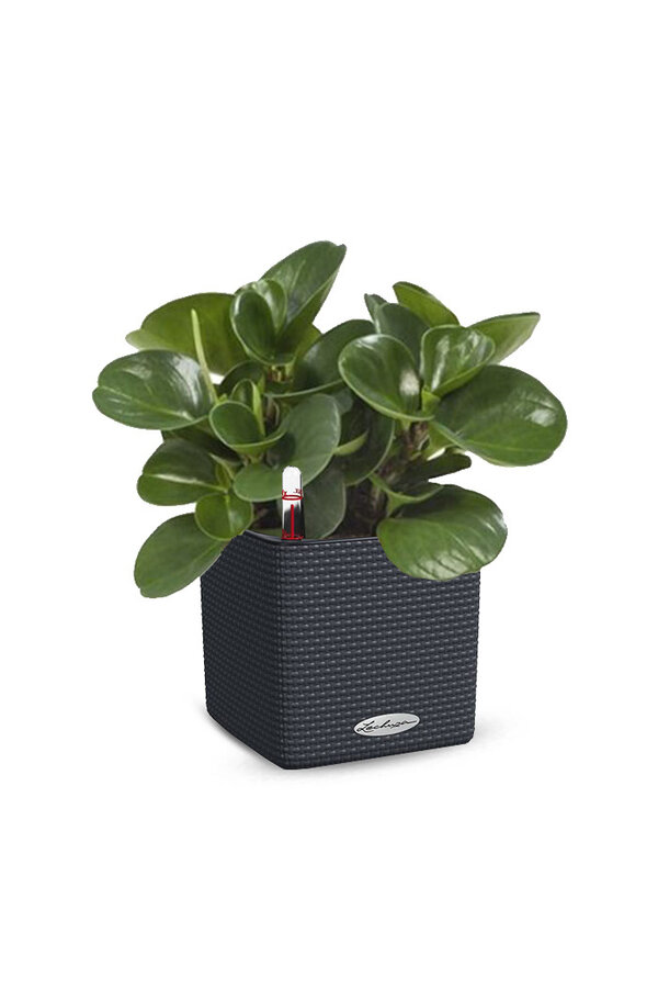 Succulente dans la tendance de l'auto-arrosage