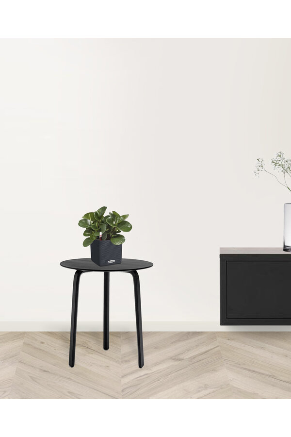 Succulente dans la tendance de l'auto-arrosage