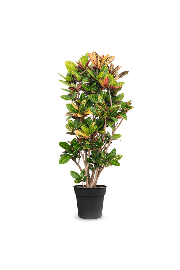 Croton Arbuste Merveilleux Iceton XXL