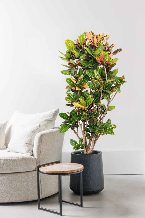 Croton Arbuste Merveilleux Iceton XXL