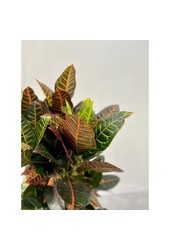 Croton Arbuste Merveilleux Iceton XXL