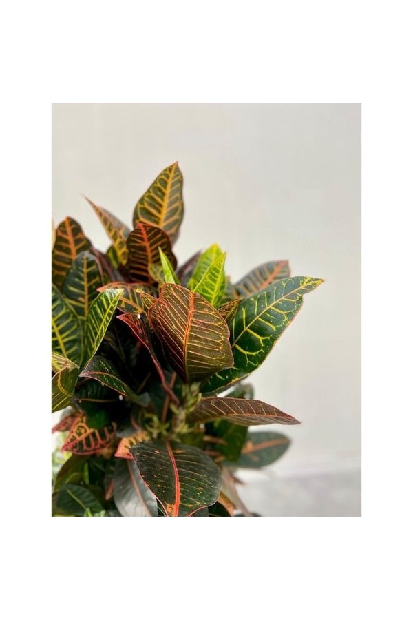 Croton Arbuste Merveilleux Iceton XXL