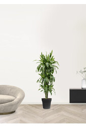 Dracaena fragrans