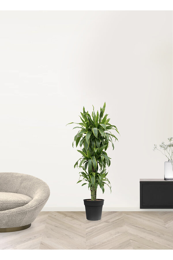 Dracaena fragrans