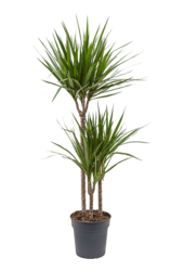 Dracaena Marginata Multi Tribe XXL