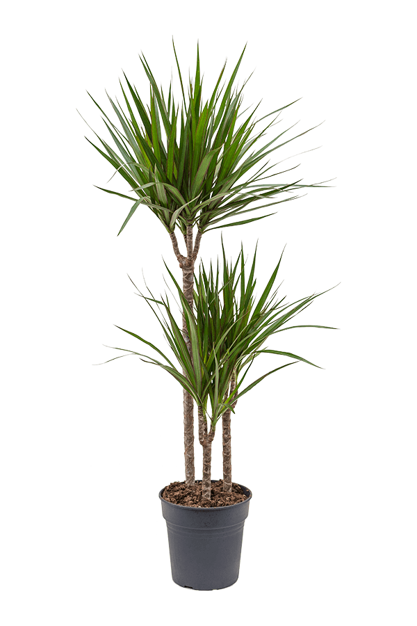 Dracaena Marginata Multi Tribe XXL