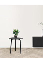 Citroenboom op rek XS