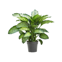 Dieffenbachia