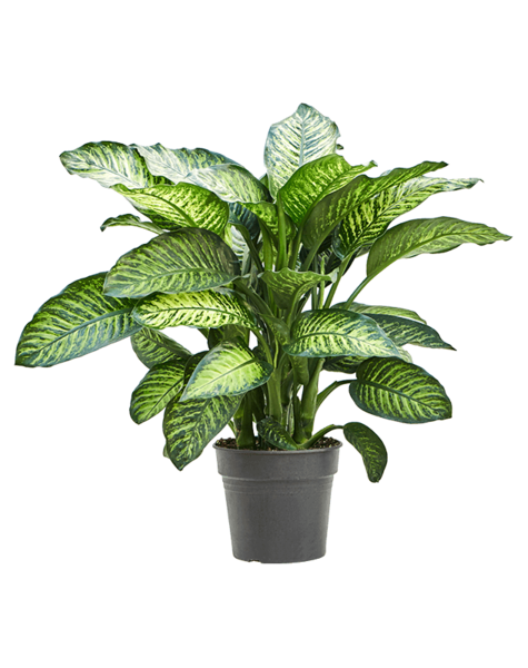 Dieffenbachia