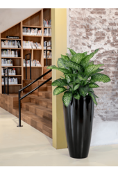 Dieffenbachia Crown L