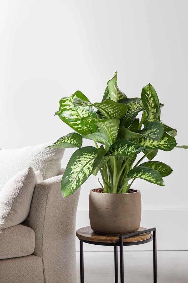 Dieffenbachia Maroba