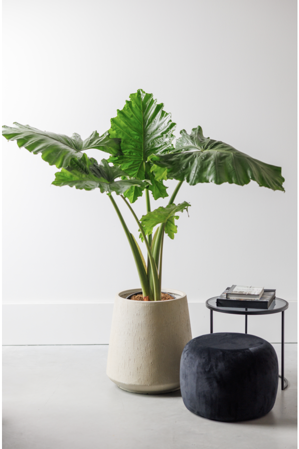 Alocasia Portadora L