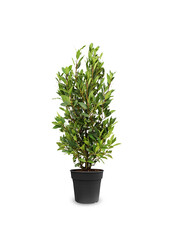 Laurus Nobilis Struik M