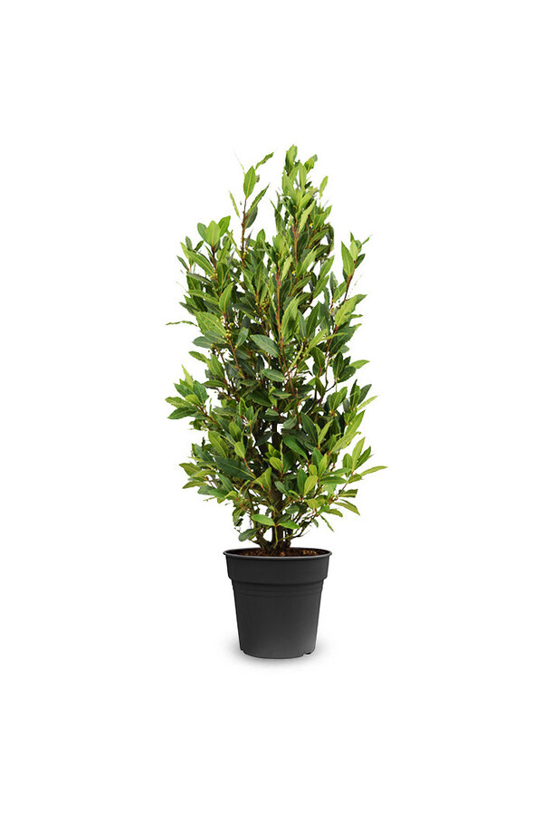 Laurus Nobilis Arbuste M
