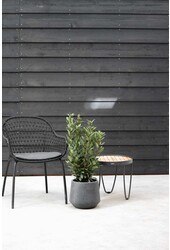 Laurus Nobilis Arbuste M