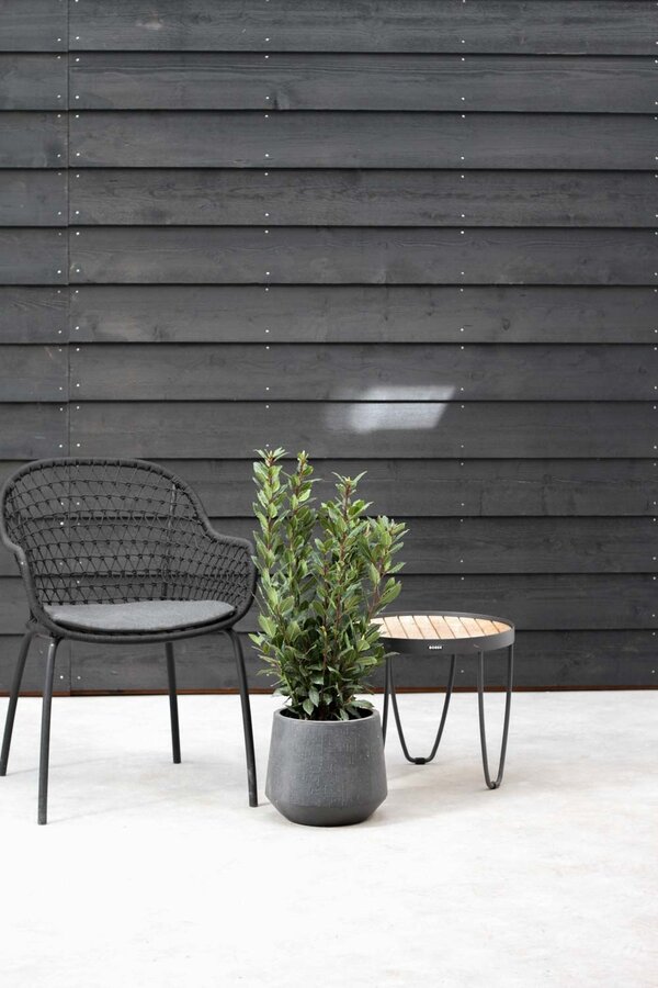 Laurus Nobilis Arbuste M