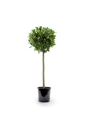 Laurus Nobilis Stam L
