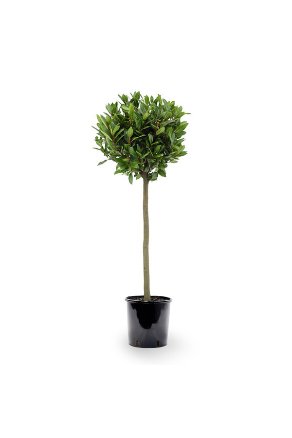 Laurus Nobilis Stam L