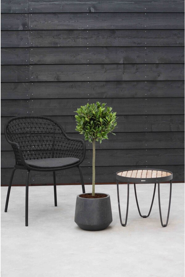 Laurus Nobilis Stam L
