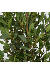 Laurus Nobilis Stam L