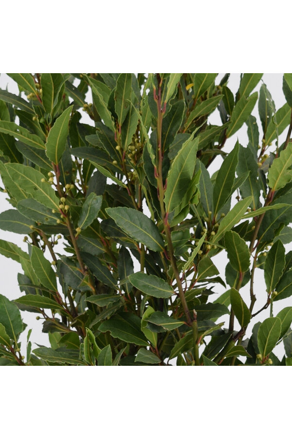 Laurus Nobilis Stam L