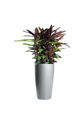 Calathea Rufibarba dans un Rondo à réserve d'eau