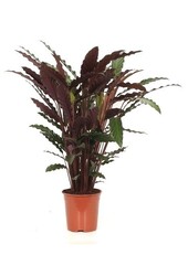 Calathea Rufibarba dans un Rondo à réserve d'eau