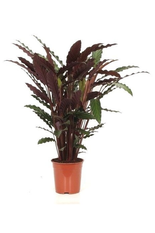 Calathea Rufibarba dans un Rondo à réserve d'eau