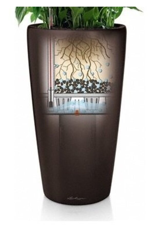 Calathea Rufibarba dans un Rondo à réserve d'eau