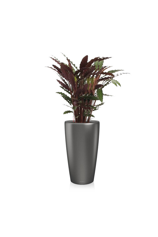 Calathea Rufibarba dans un Rondo à réserve d'eau