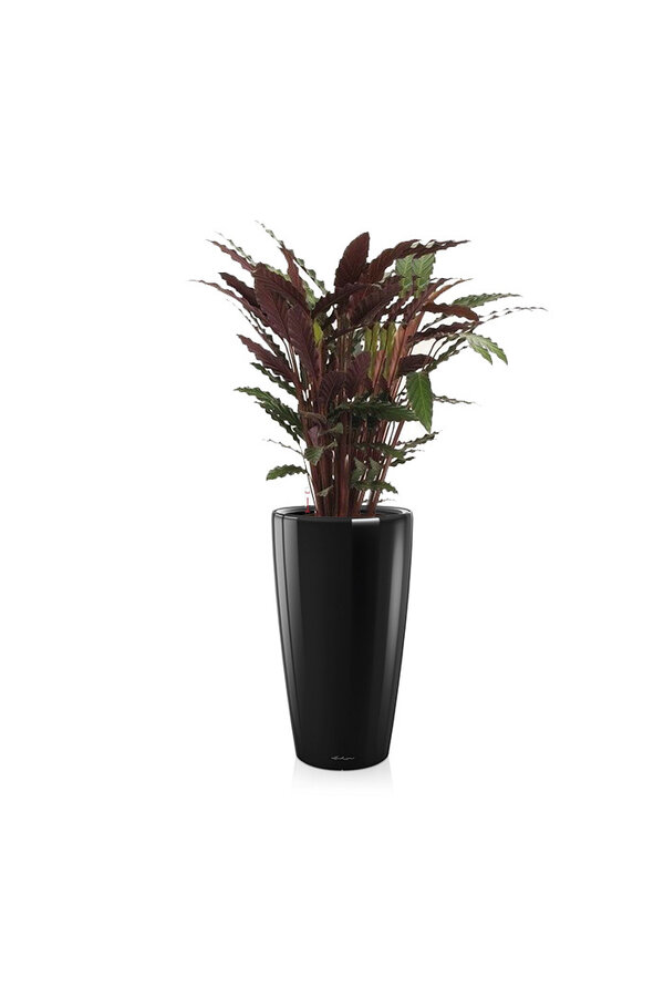 Calathea Rufibarba dans un Rondo à réserve d'eau