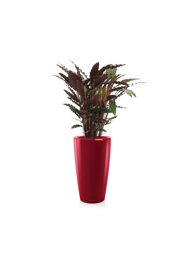 Calathea Rufibarba dans un Rondo à réserve d'eau